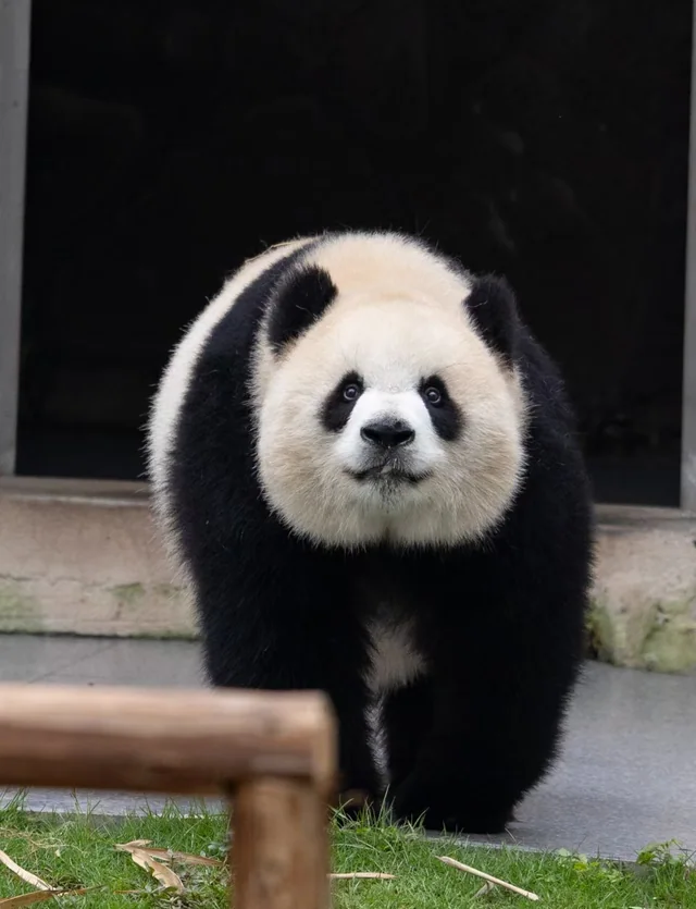 Yuai, a giant panda
