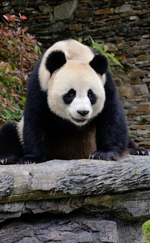 Yuanxiao, a giant panda