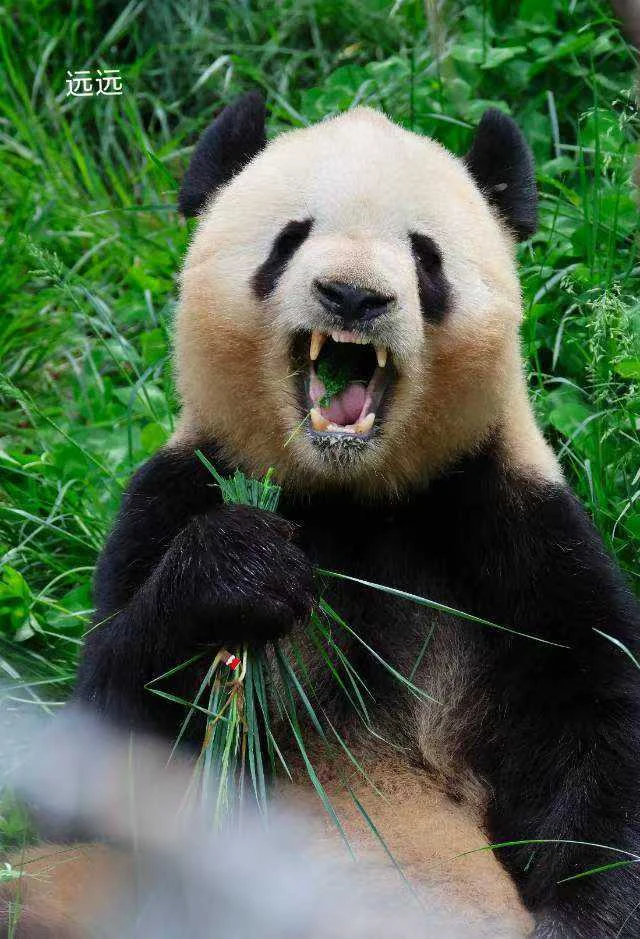 Yuanyuan, a giant panda