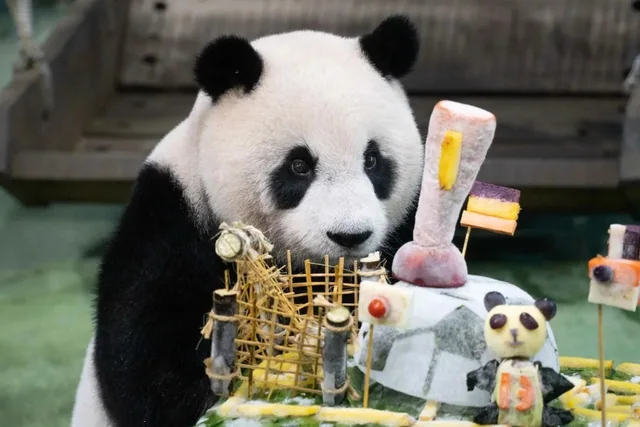 Yuan Zai, a giant panda