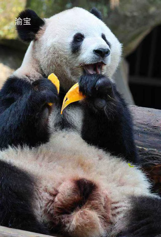 Yubao, a giant panda