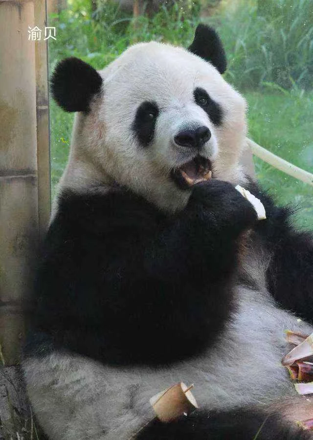 Yubei, a giant panda