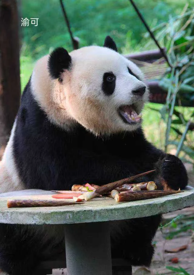 Yuke, a giant panda