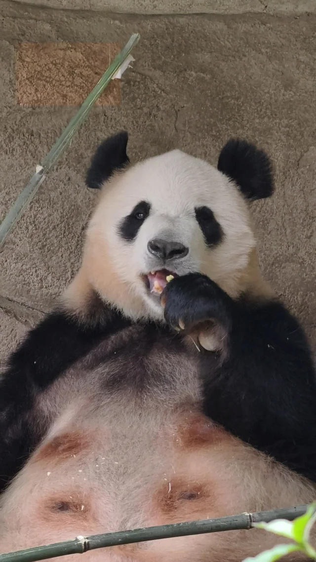 Yunduo, a giant panda