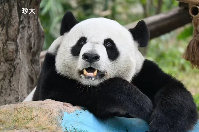 Zhenda, a giant panda