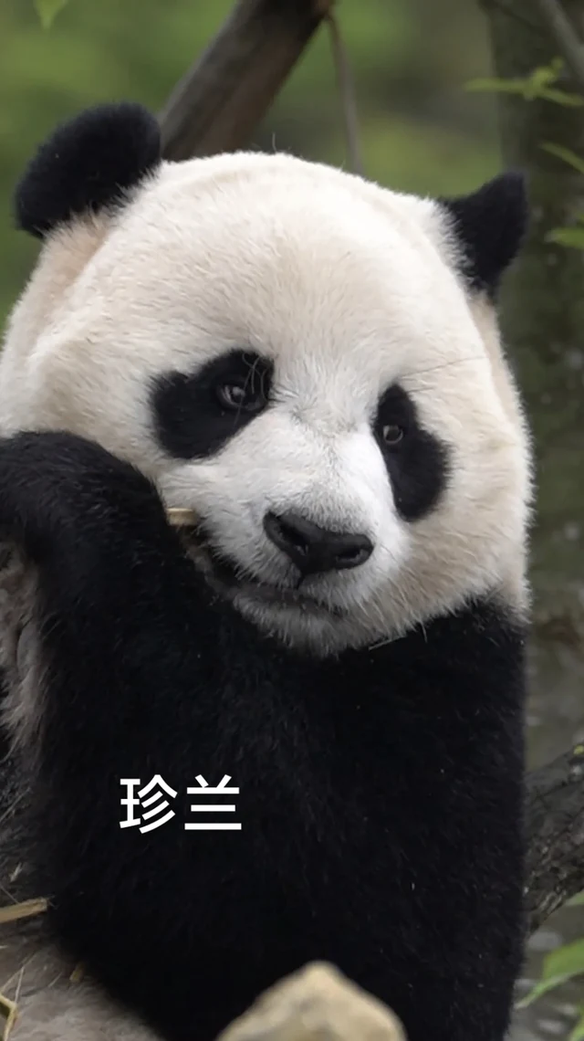 珍兰，大熊猫