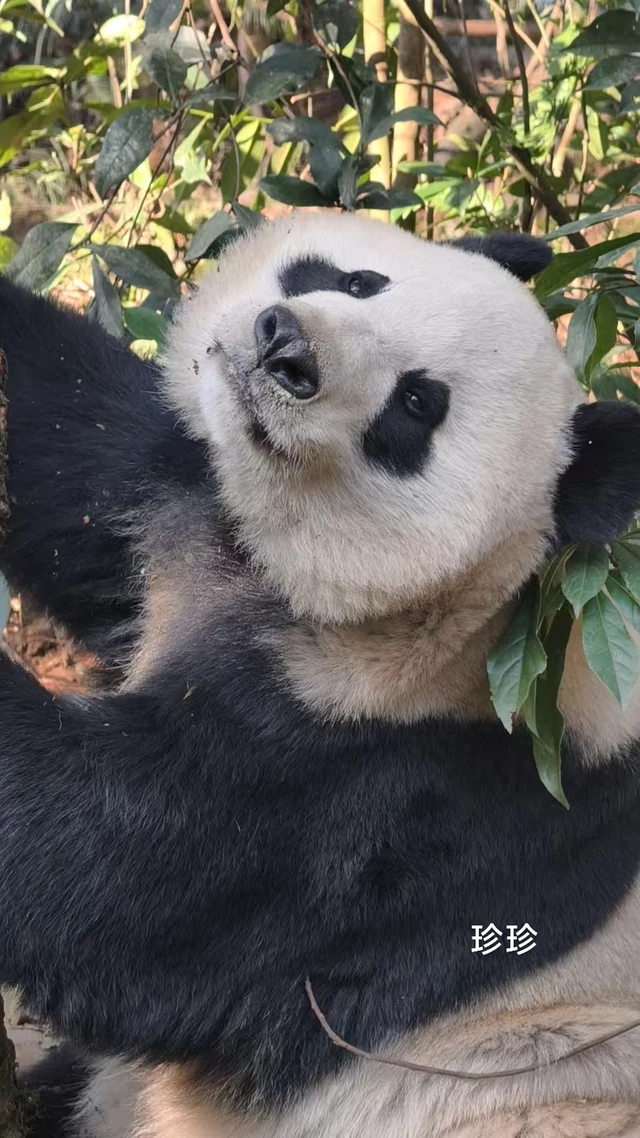 Zhen Zhen, a giant panda