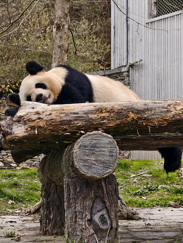Zhichun, a giant panda
