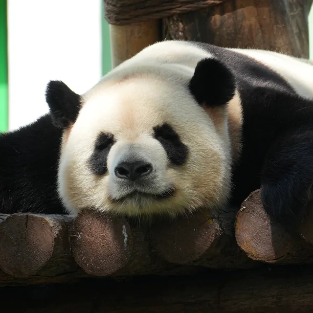 Zhima, a giant panda