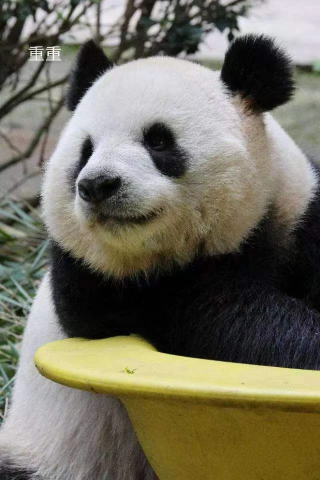 Zhongzhong, a giant panda
