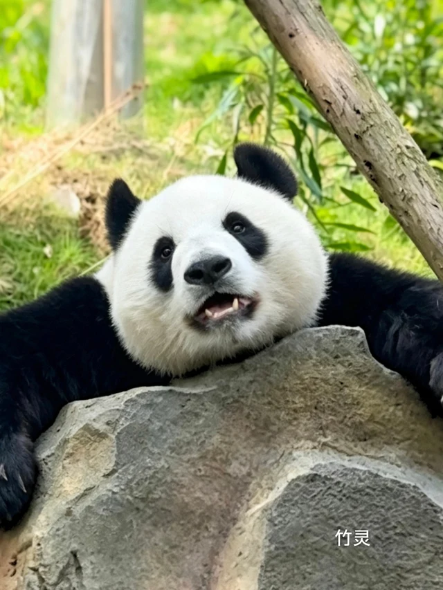 Zhuling, a giant panda