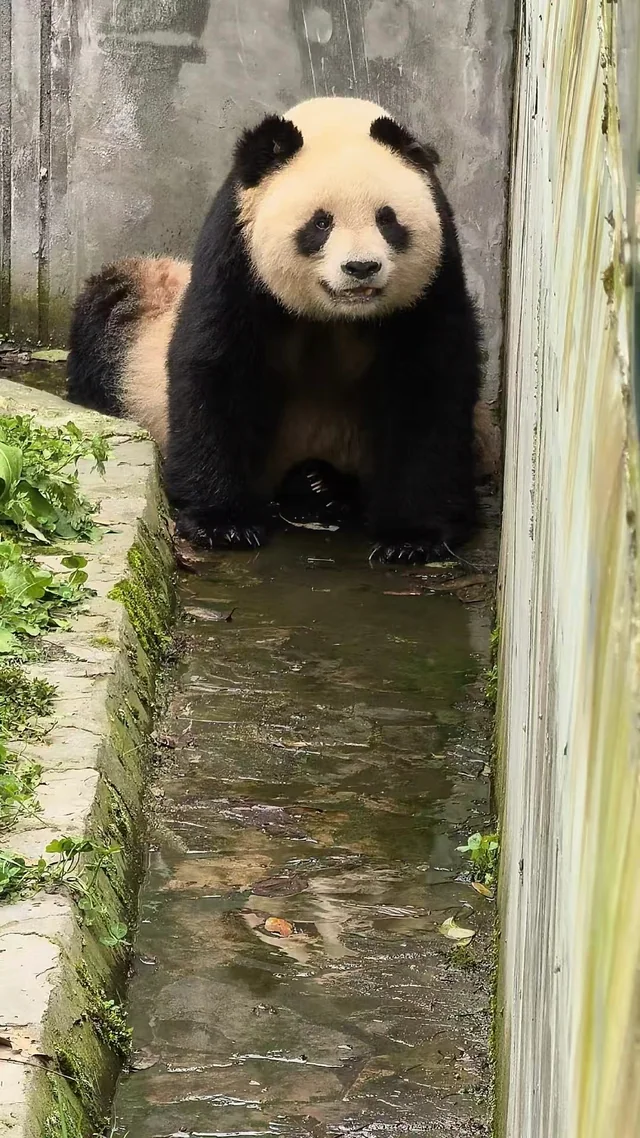 Ziyao, a giant panda